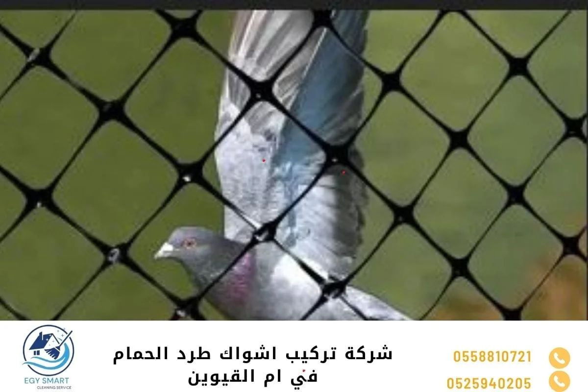 شركة مكافحة الحمام في أم القيوين شركة تركيب اشواك طرد الحمام في ام القيوين