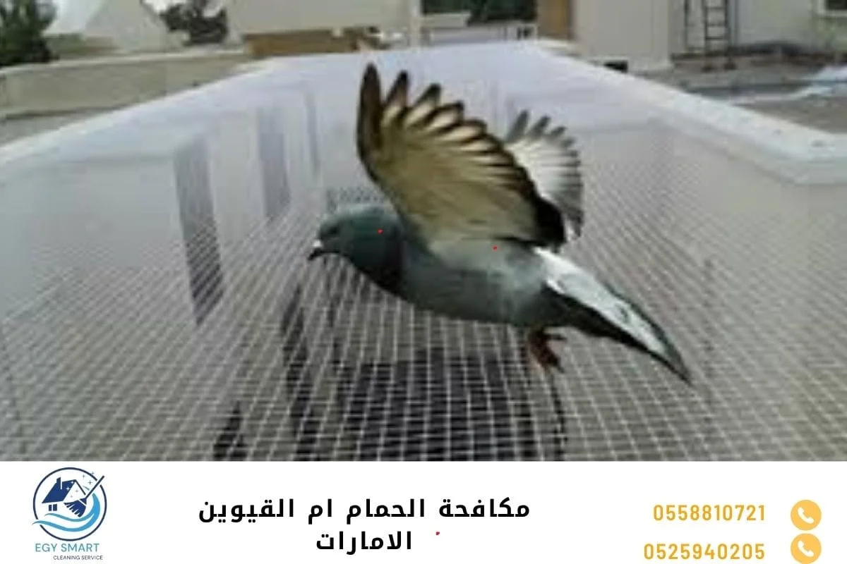 مكافحة الحمام ام القيوين الامارات