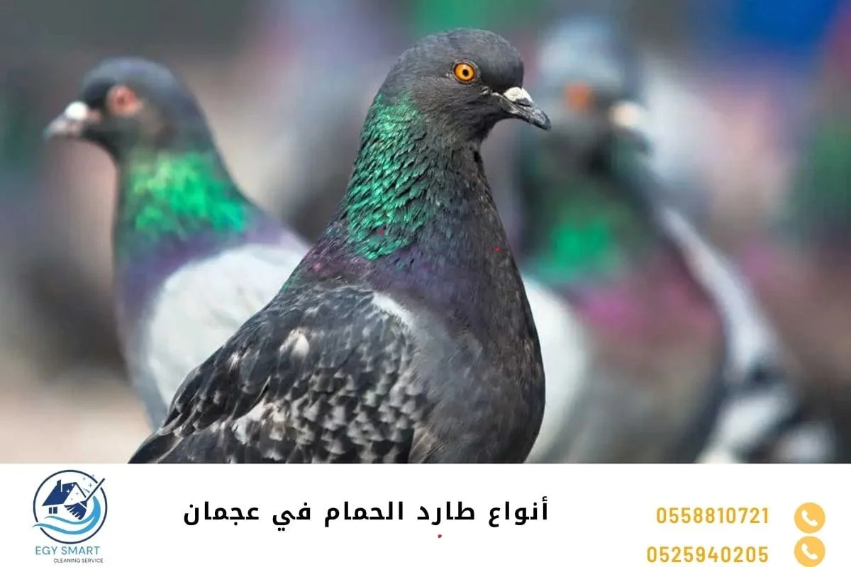 شركة مكافحة الحمام في عجمان أنواع طارد الحمام في عجمان