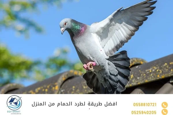 افضل طريقة لطرد الحمام من المنزل