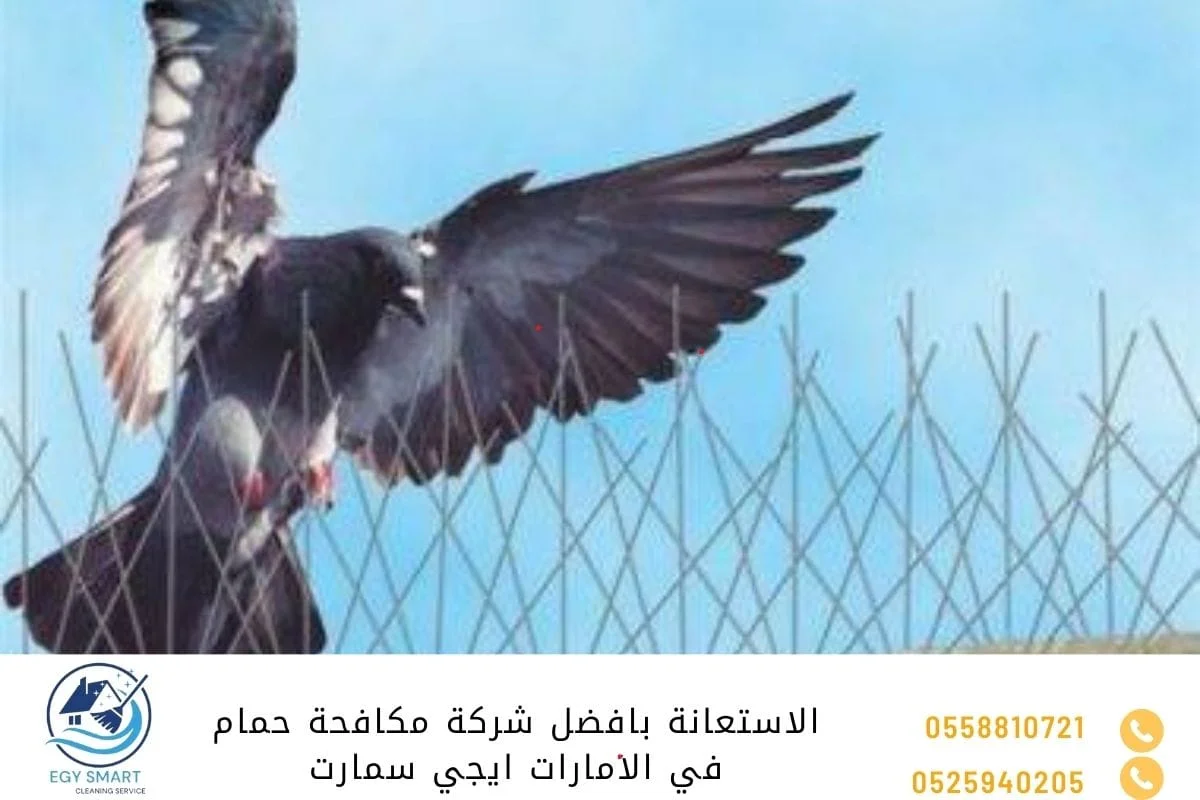 الاستعانة بأفضل شركة مكافحة حمام في الامارات ايجي سمارت