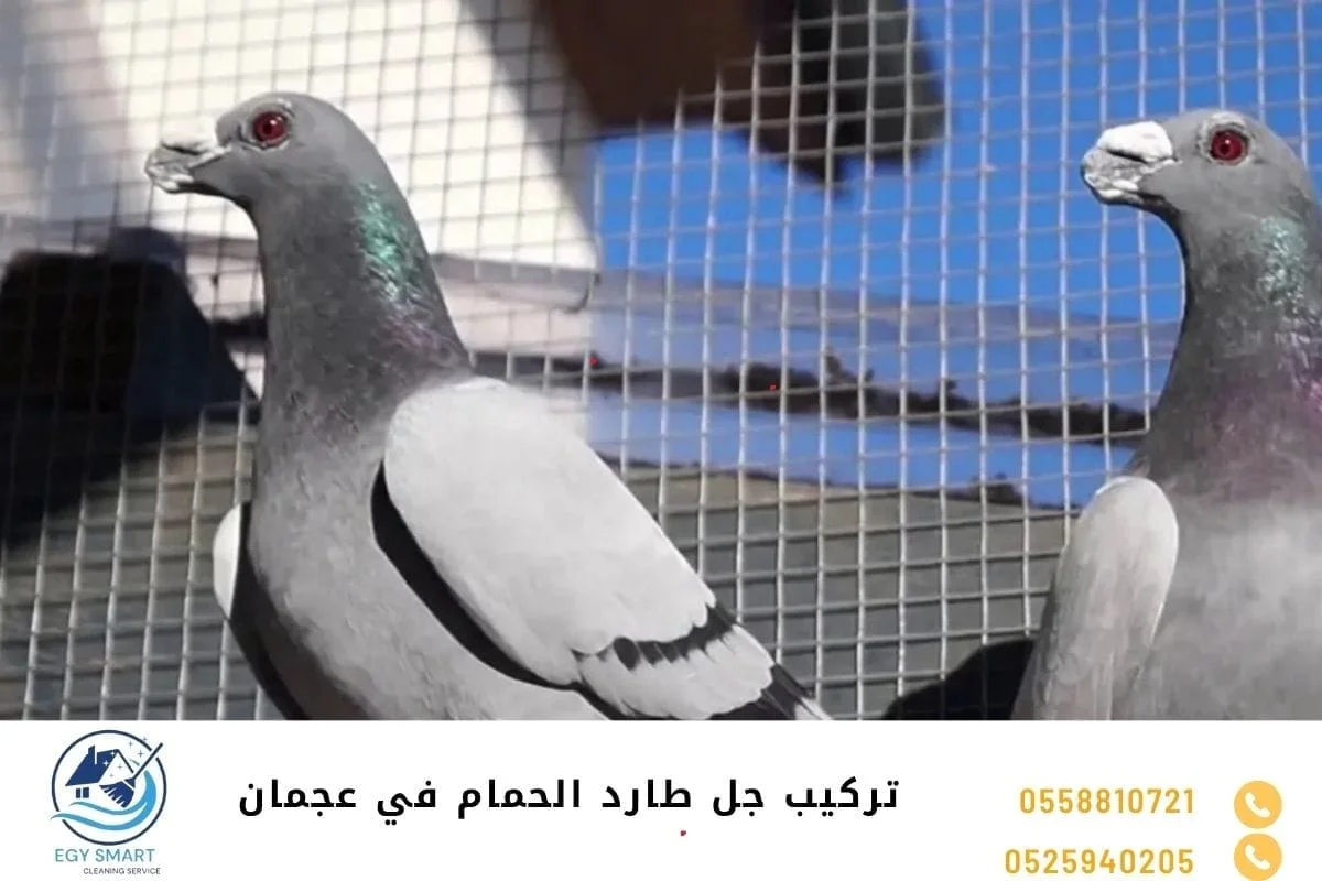 شركة مكافحة الحمام في عجمان تركيب جل طارد الحمام في عجمان