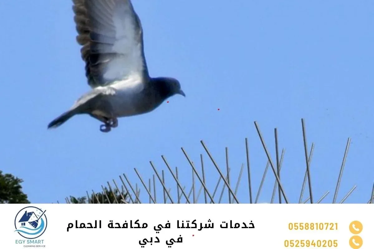خدمات شركتنا في مكافحة الحمام في دبي