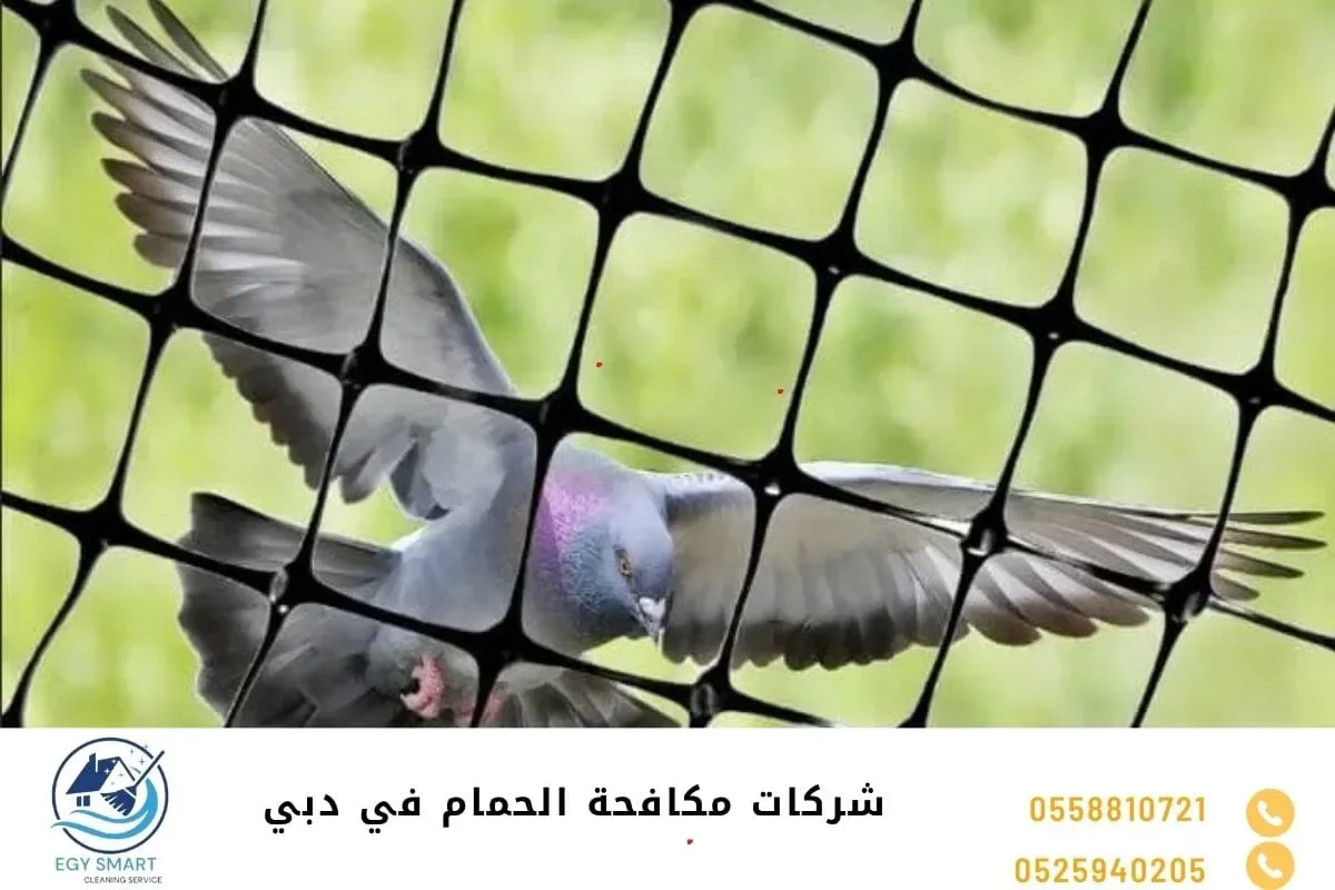 شركات مكافحة الحمام في دبي