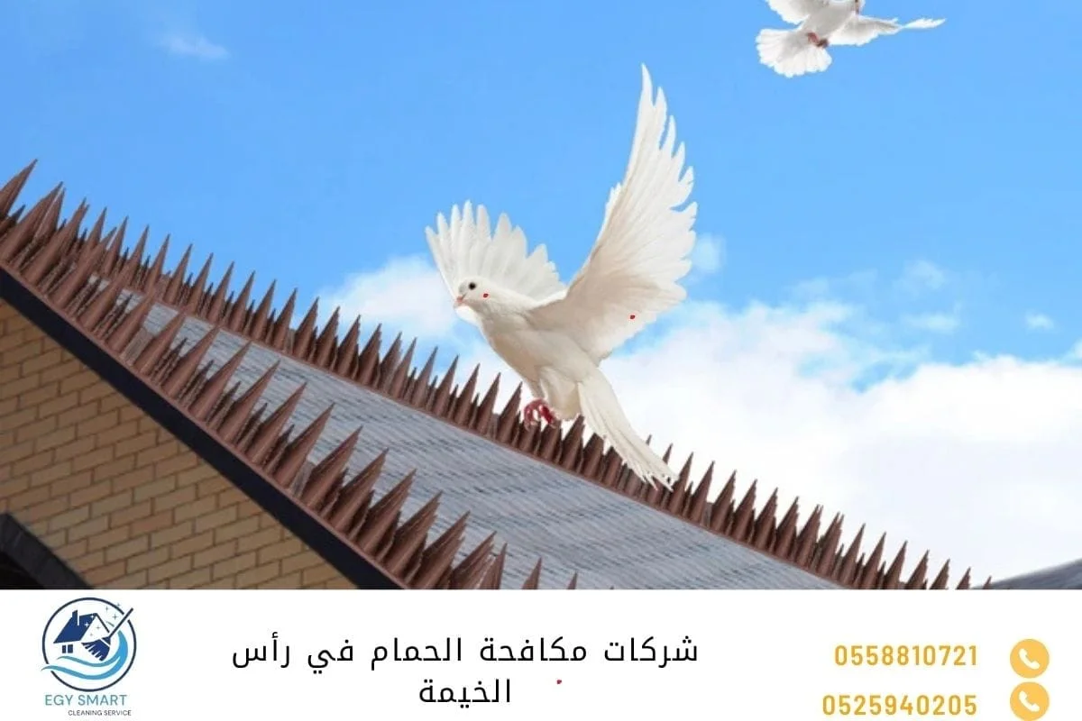 شركة مكافحة الحمام في راس الخيمة شركات مكافحة الحمام في رأس الخيمة