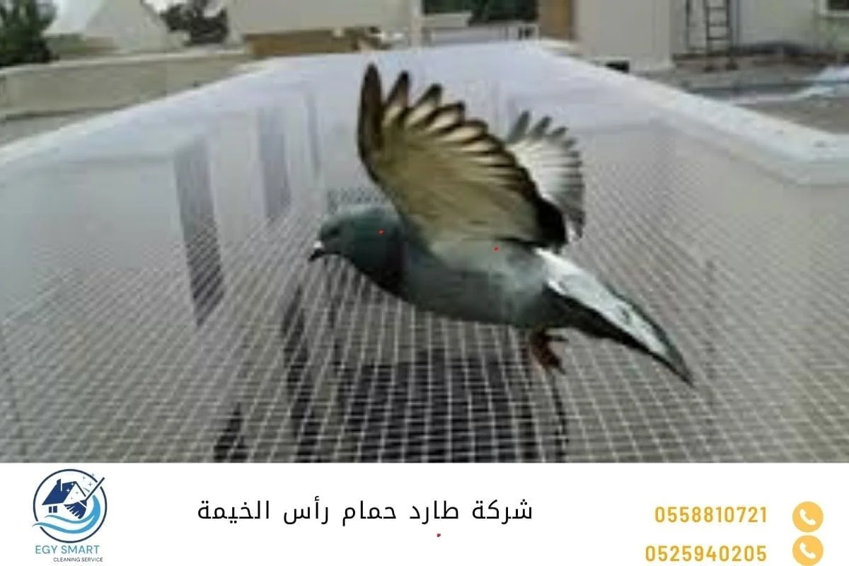شركة مكافحة الحمام في راس الخيمة شركة طارد حمام رأس الخيمة