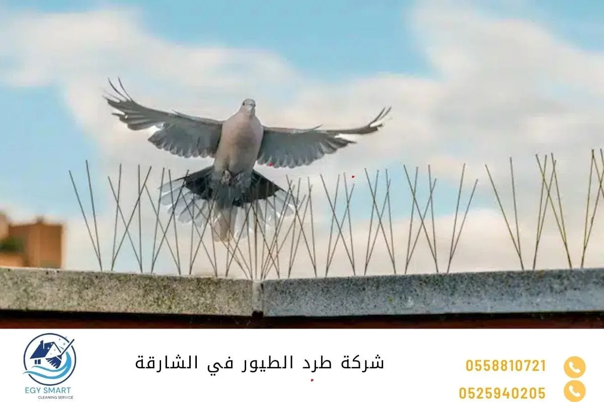 شركة طرد الطيور في الشارقة