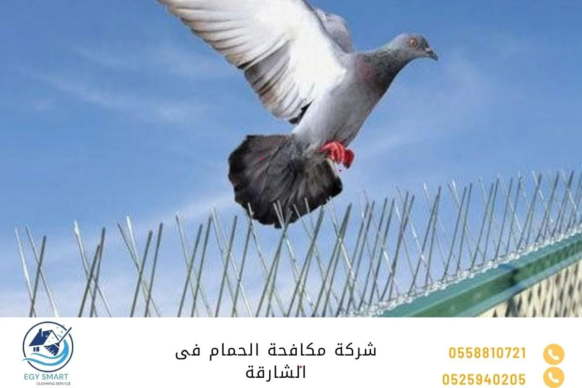 شركة مكافحة الحمام فى الشارقة