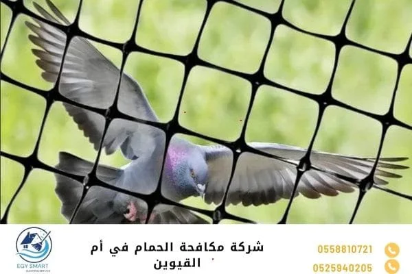 شركة مكافحة الحمام في أم القيوين