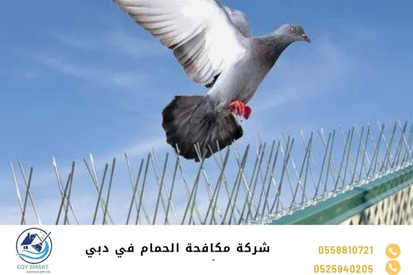 شركة مكافحة الحمام في دبي
