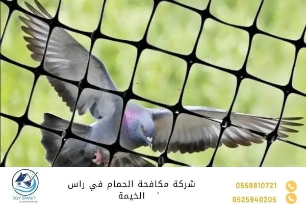 شركة مكافحة الحمام في راس الخيمة