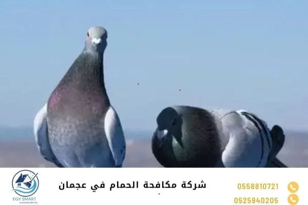 شركة مكافحة الحمام في عجمان
