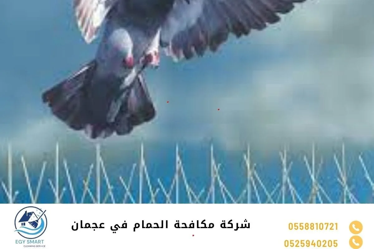 شركة مكافحة الحمام في عجمان