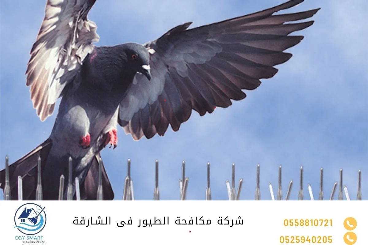 شركة مكافحة الطيور فى الشارقة