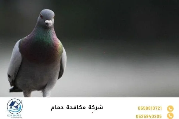 شركة مكافحة حمام