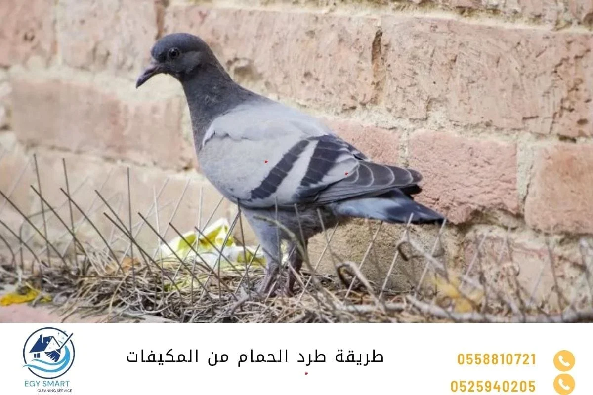 طريقة طرد الحمام من المكيفات