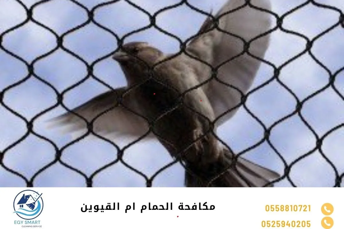 شركة مكافحة الحمام في أم القيوين مكافحة الحمام ام القيوين