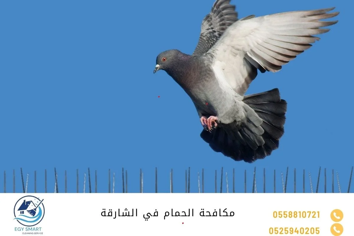 مكافحة الحمام في الشارقة