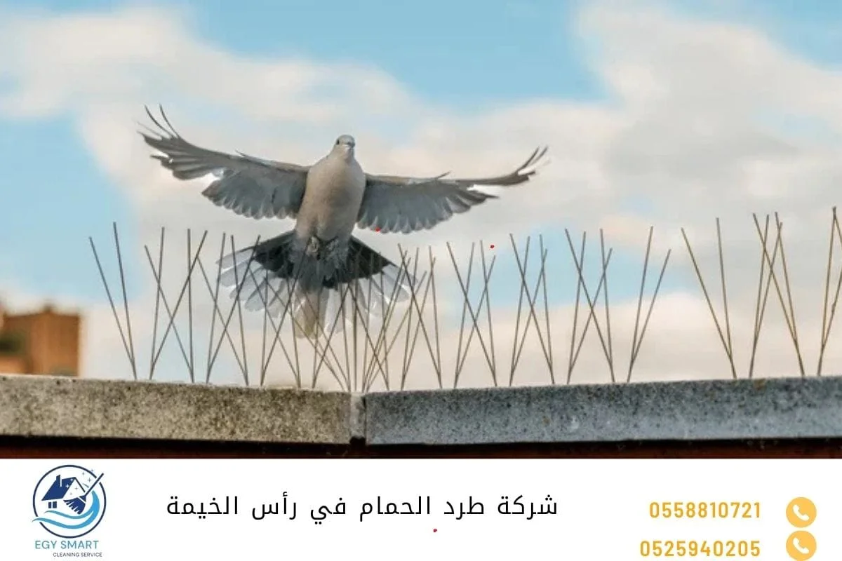 شركة طرد الحمام في رأس الخيمة
